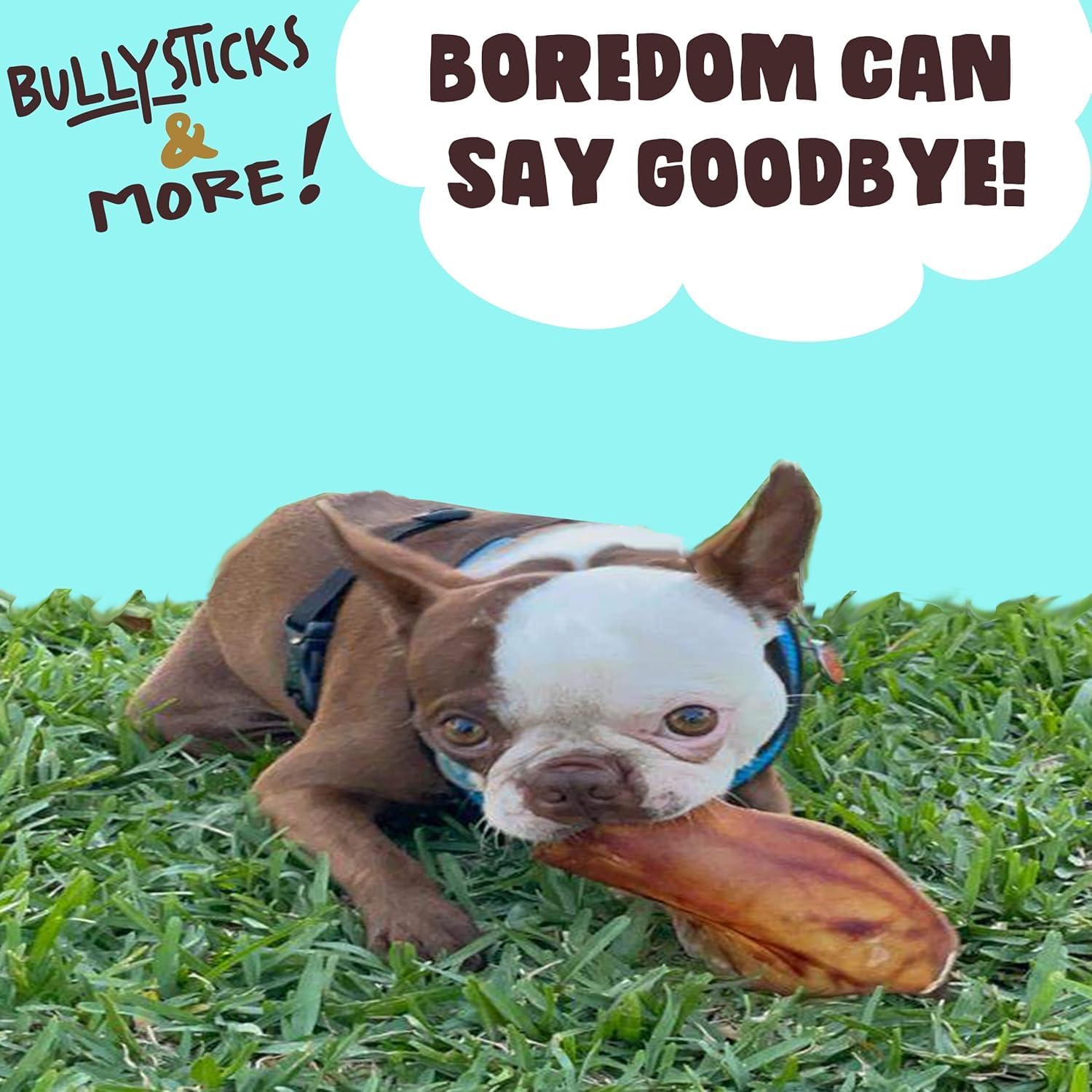 Bullysticks & More pig ears training reward image for training sessions.