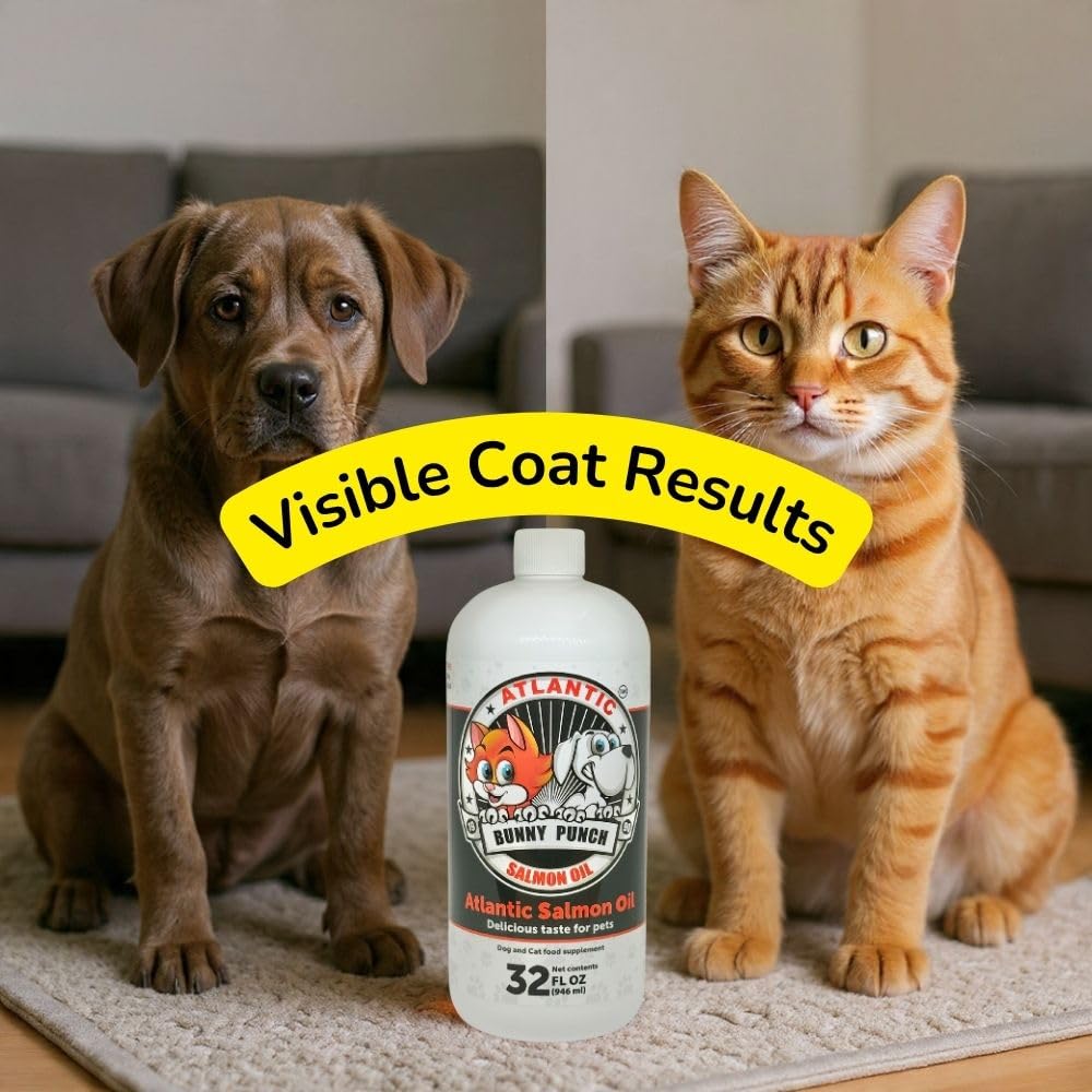 Dog with glossy coat using Bunny Punch Salmon Oil for coat glow.