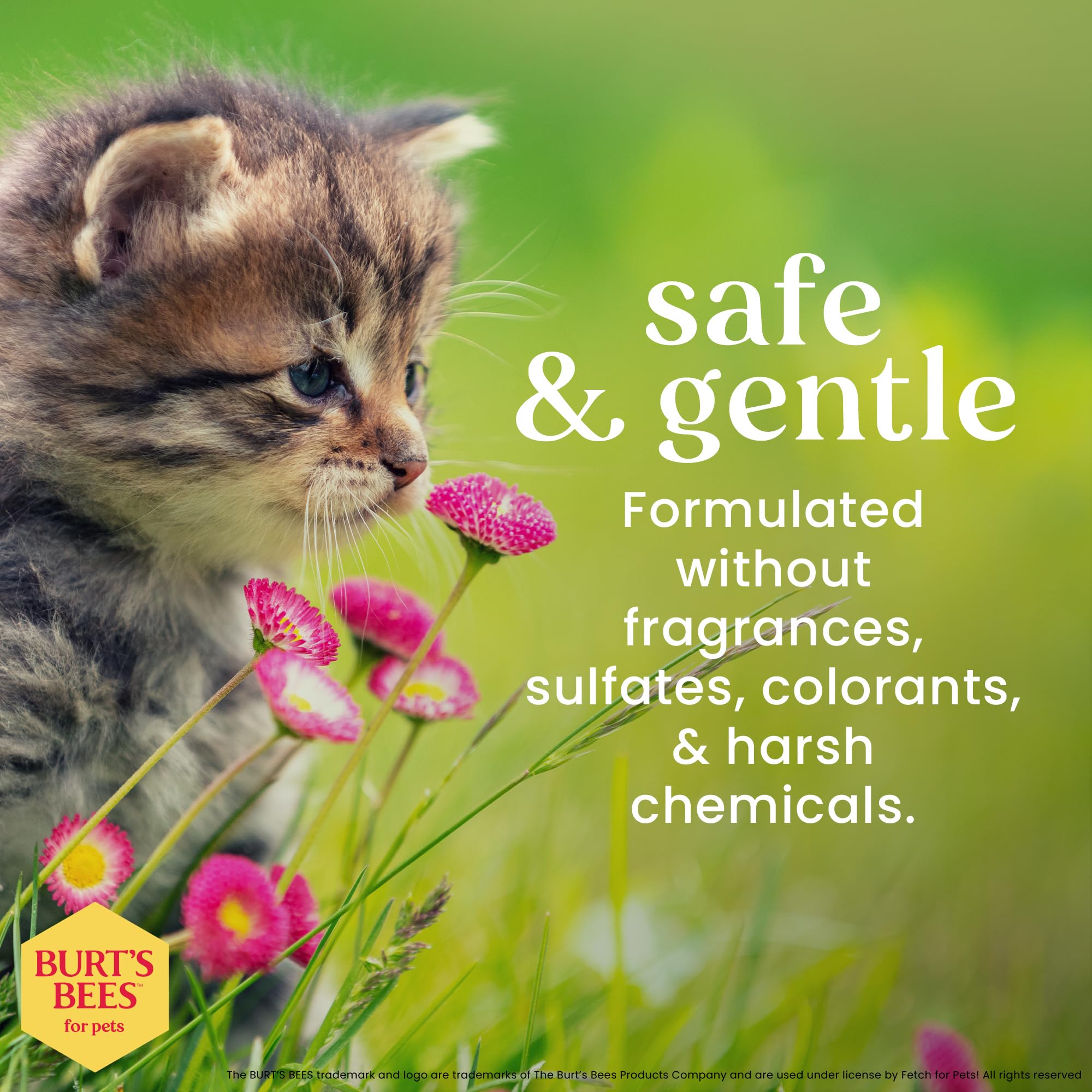 Burt's Bees for Pets Tearless Kitten Shampoo after-bath coat looks soft and shiny