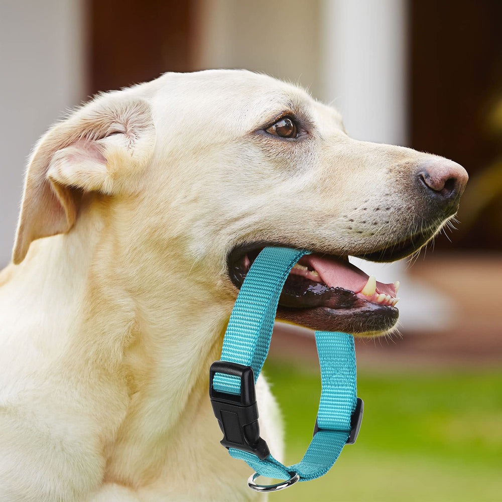 Buryeah collar used with leash for safe outdoor walks and training sessions