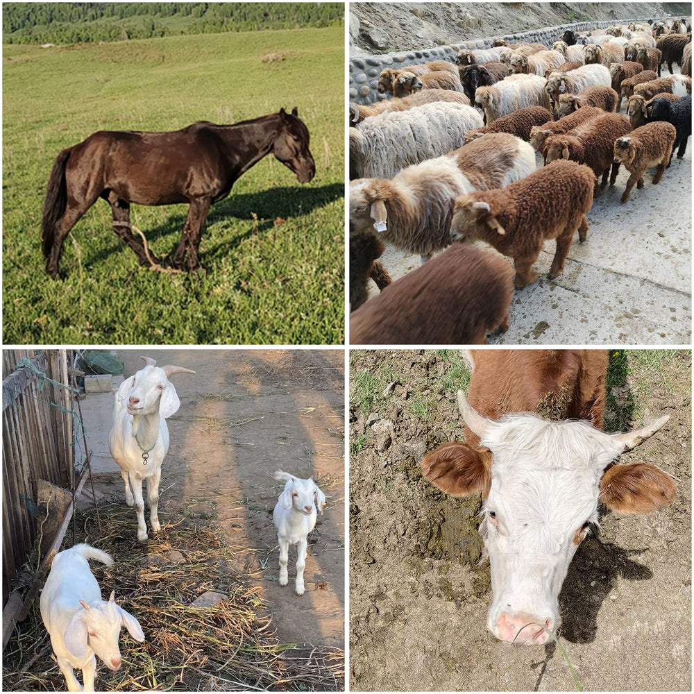 BUYYAH feeder supports horses, sheep, and goats with broad feeding space