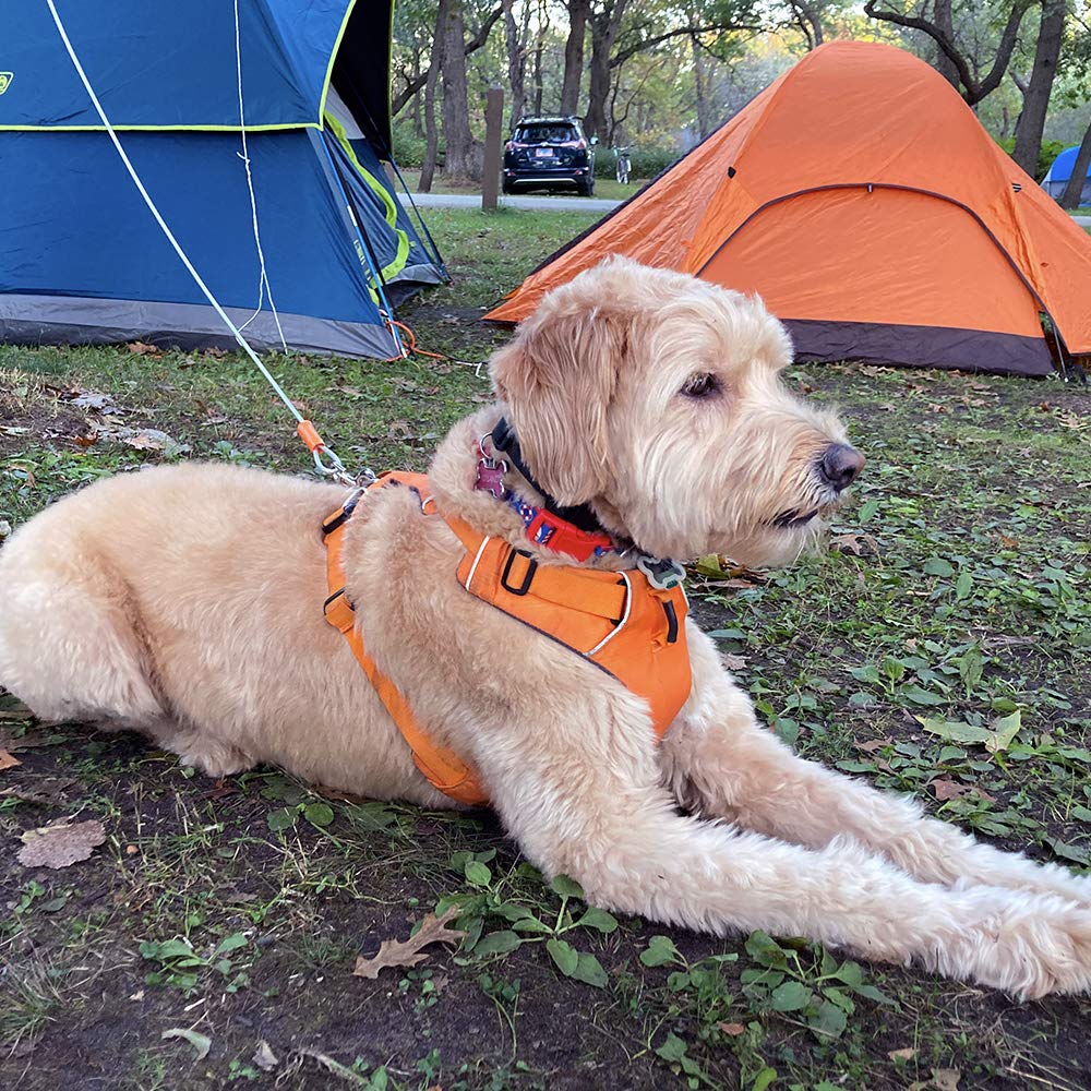 BV Dog Tie Out Cable enhances night safety with better visibility