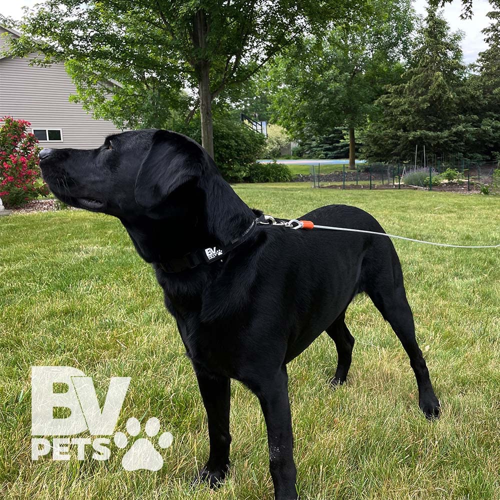 BV Dog Tie Out Cable designed for tangle-free outdoor time