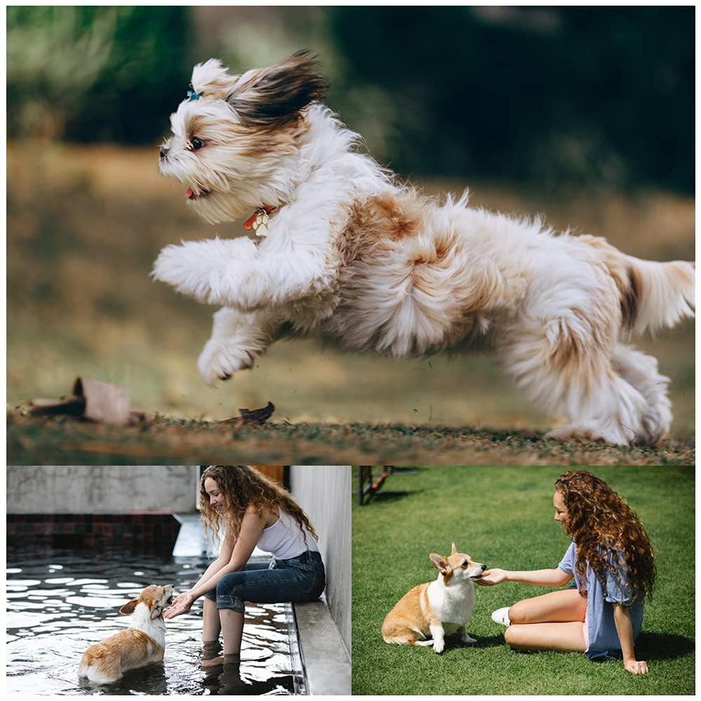 Bvrbaory dog flying disc 6pack assorted for versatile playtime options