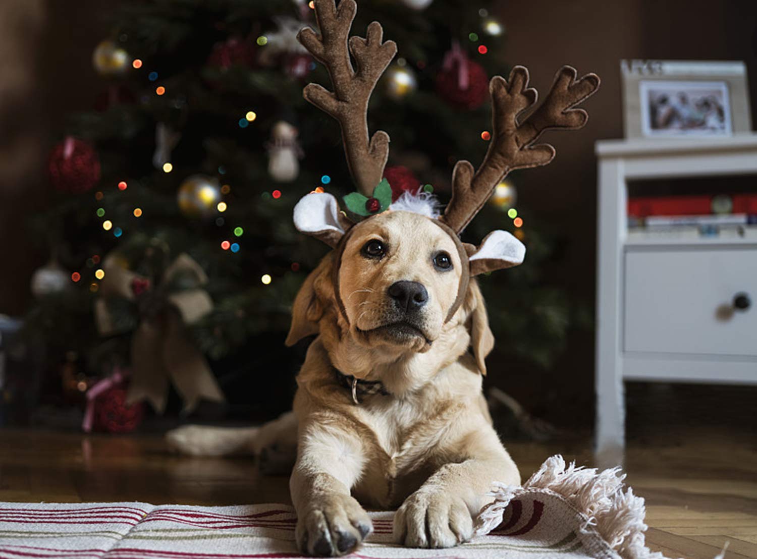 BWOGUE festive dog headwear during Christmas photo shoot
