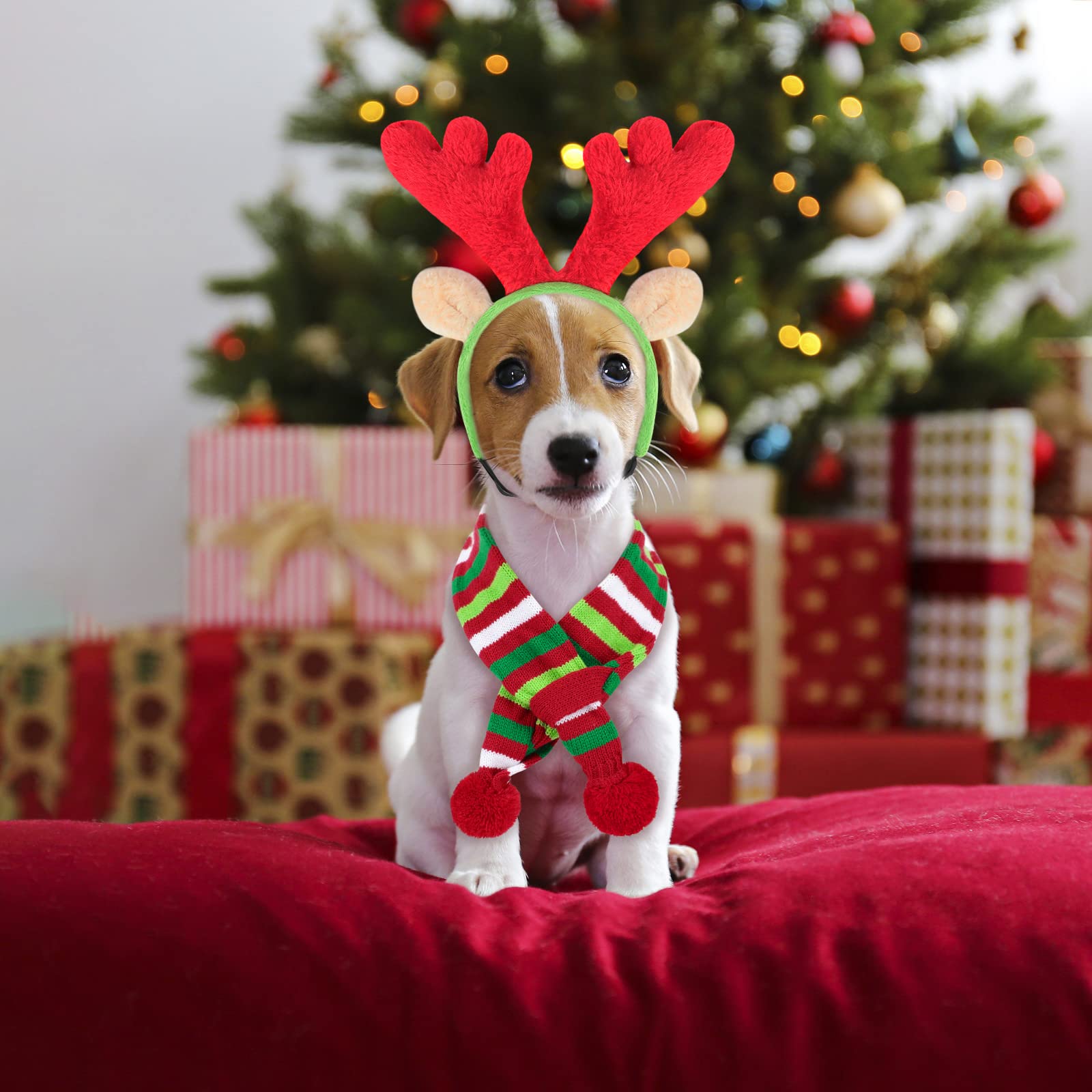 BWOGUE dog Christmas festive costume scene with a happy pup.