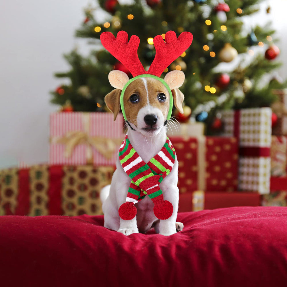 BWOGUE dog Christmas festive costume scene with a happy pup.