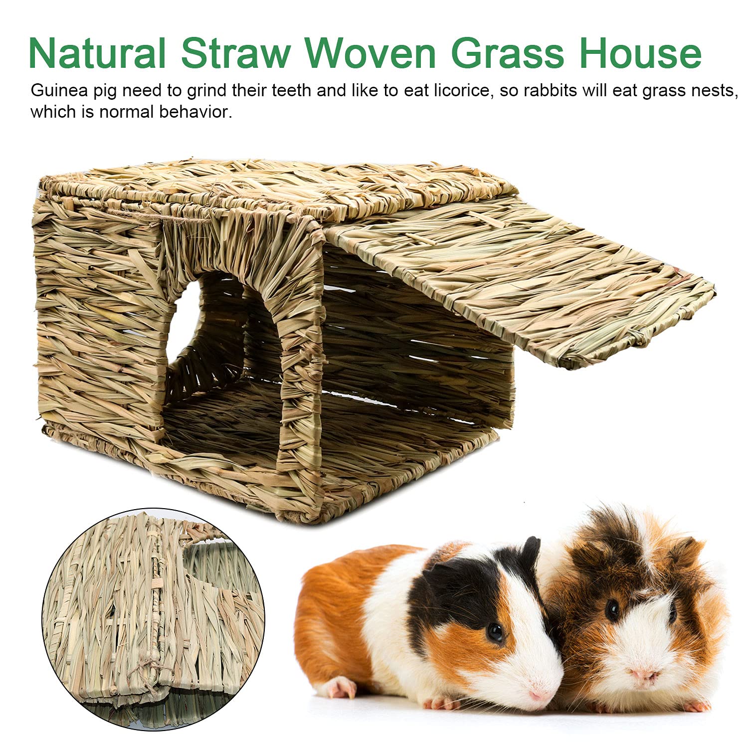 BWOGUE guinea pig hideaway in use demonstrating exploration and foraging