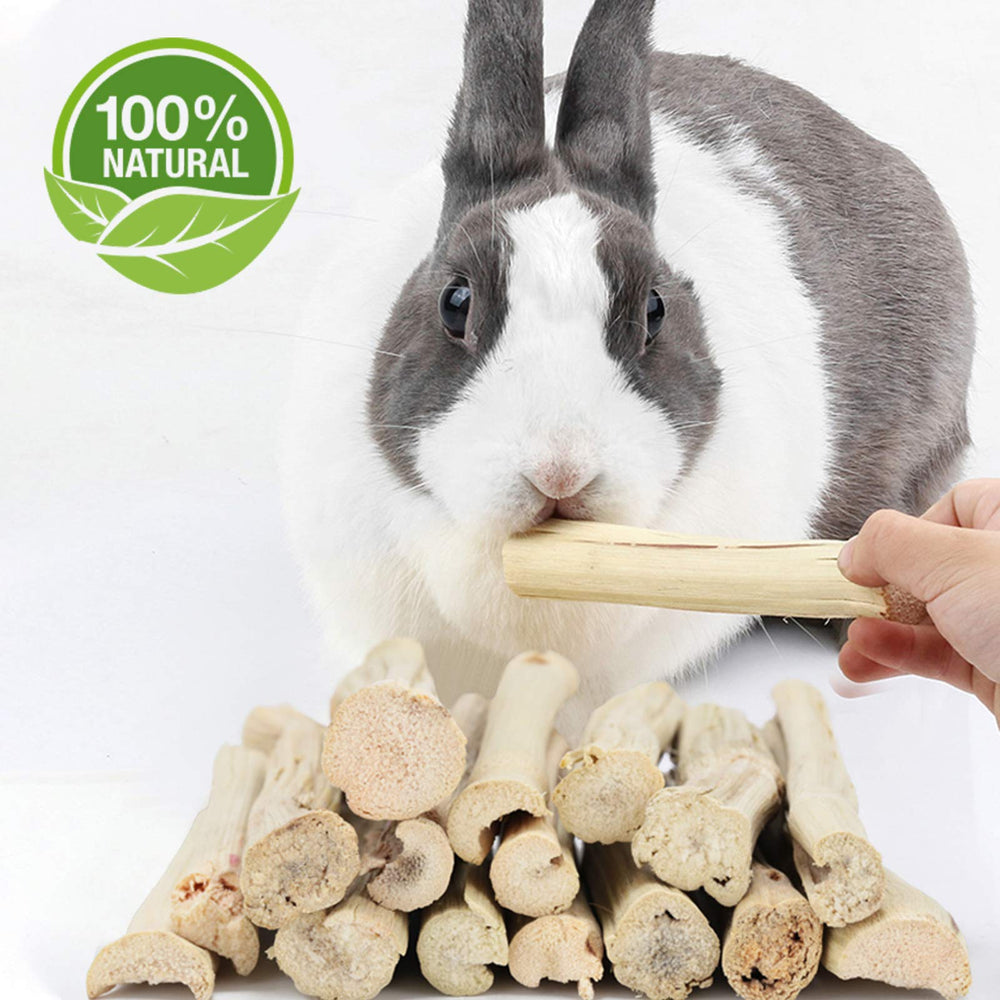 BWOGUE small-pets enjoying chew image demonstrates natural play.