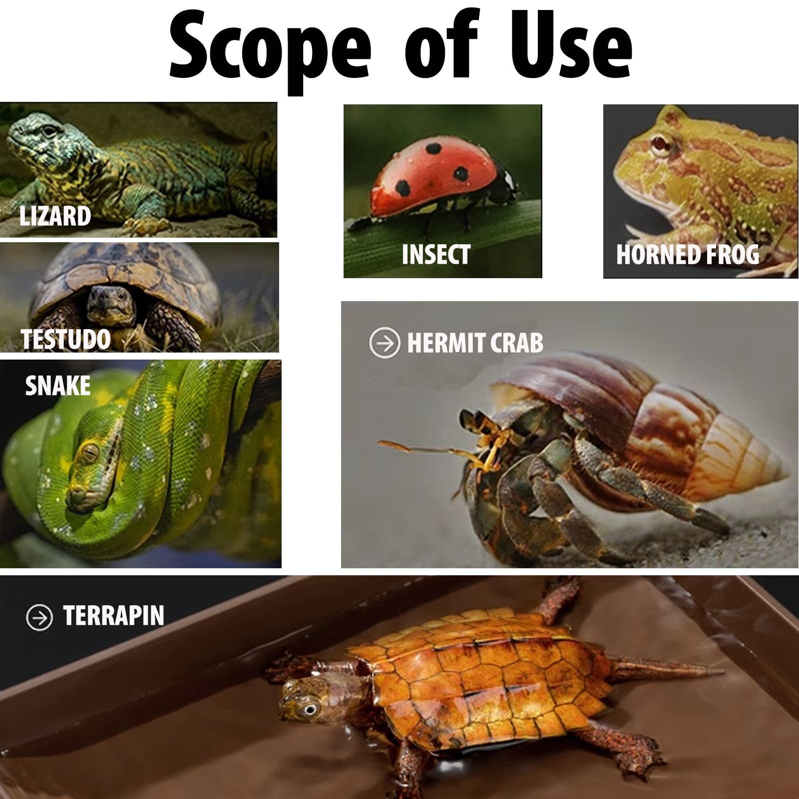 BZCWHWY food and water dish bowl supports versatile reptile feeding