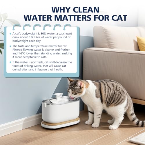 Water droplets and cat drinking from fountain, showcasing potential improved water experience.