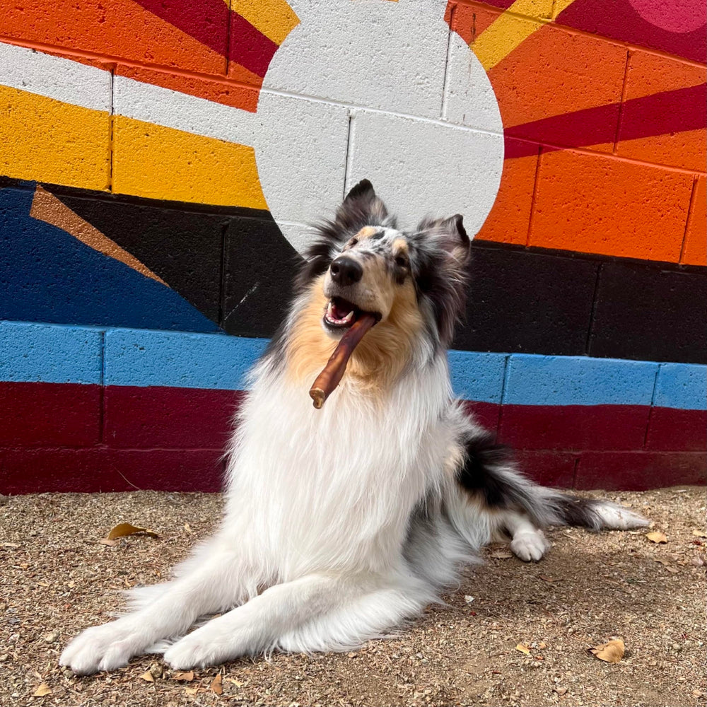Dog enjoys a long-lasting Cadet bully sticks chew.