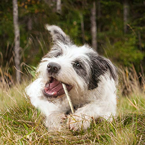 Cadet dog chews during time at home demonstrates chew-time routine.