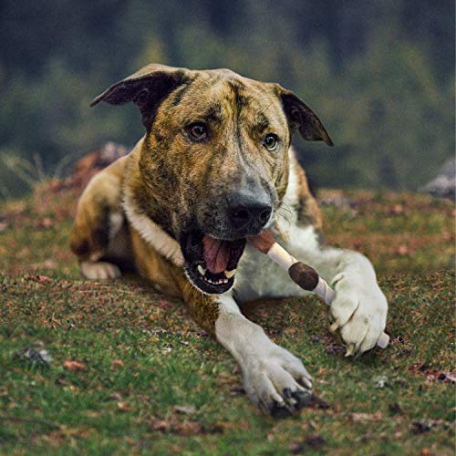 Cadet Gourmet large-dog chew in use during playtime activity.