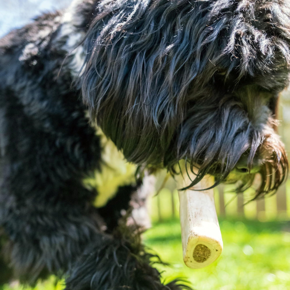 Cadet stuffed shin bone demonstrates a durable chew for aggressive chewers.