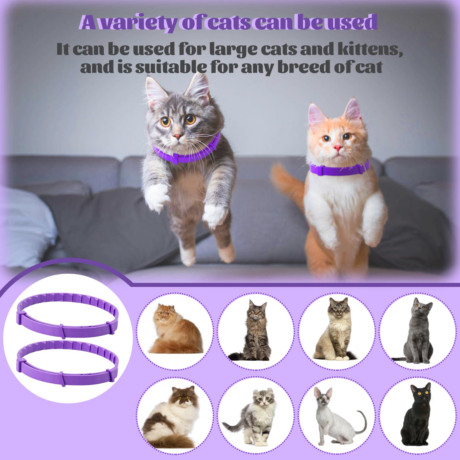 cailenifdc cat relaxed moment wearing pheromone collar during everyday activities.