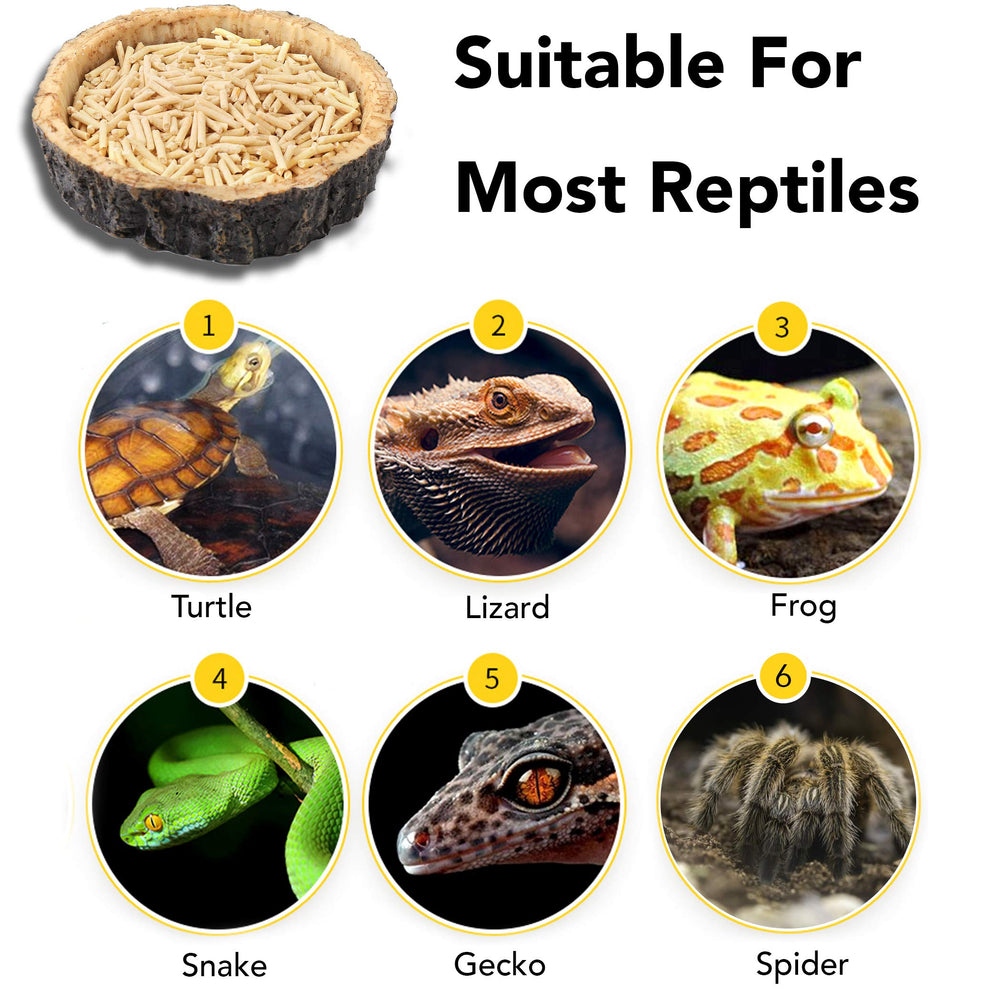 CalPalmy low-edge design bowls provide easy access for tiny reptiles