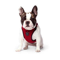 Canada Pooch Everything No Pull Harness front D-ring enables gentle redirection for controlled walks.