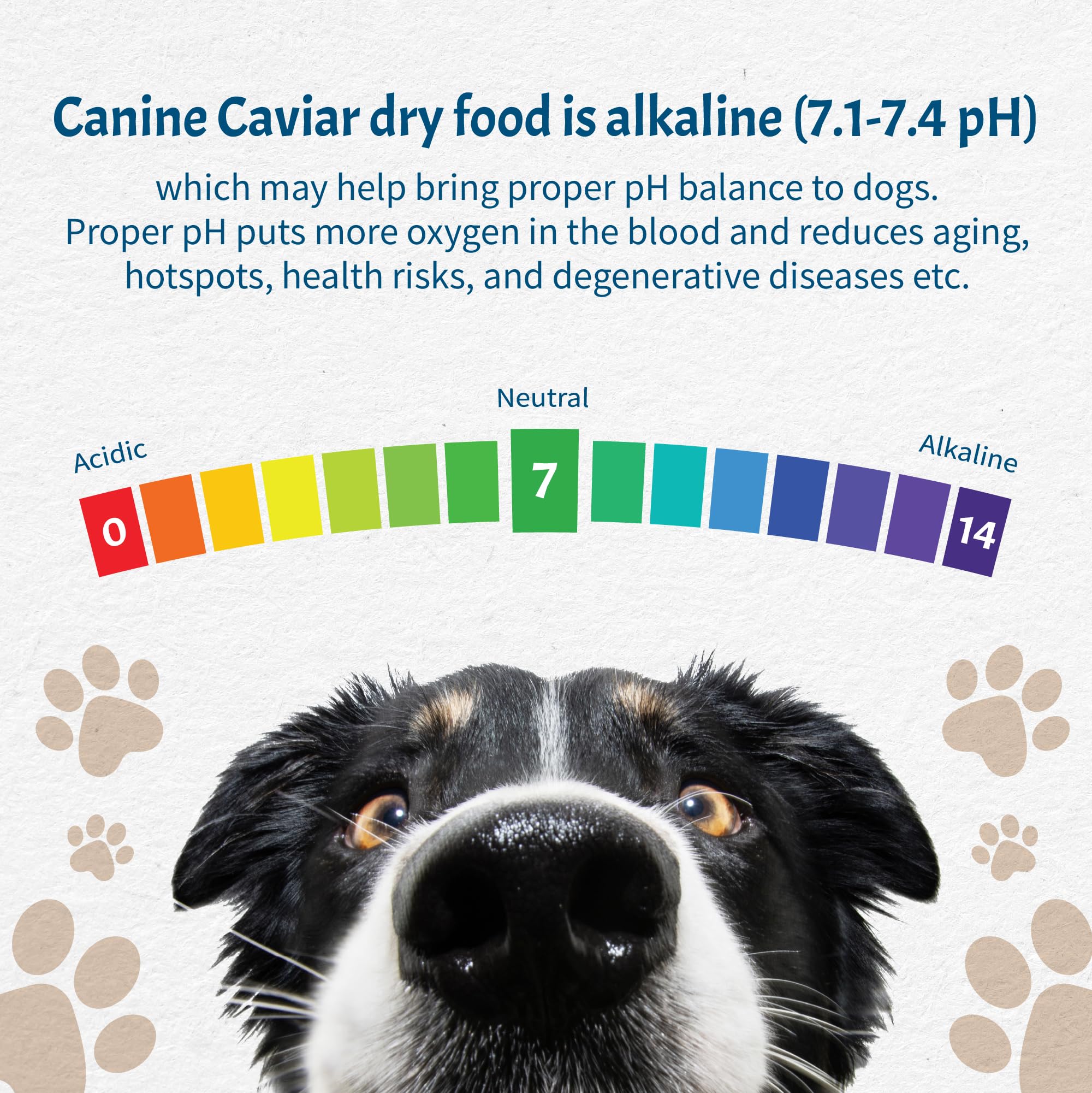 Canine Caviar Free Spirit no-fillers label communicates clean, preservative-free nutrition