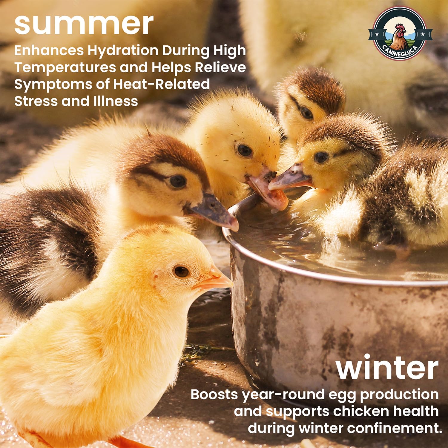 Vitamin-electrolyte blend image for CanineGluca Chick’n Aid supports immune potential.
