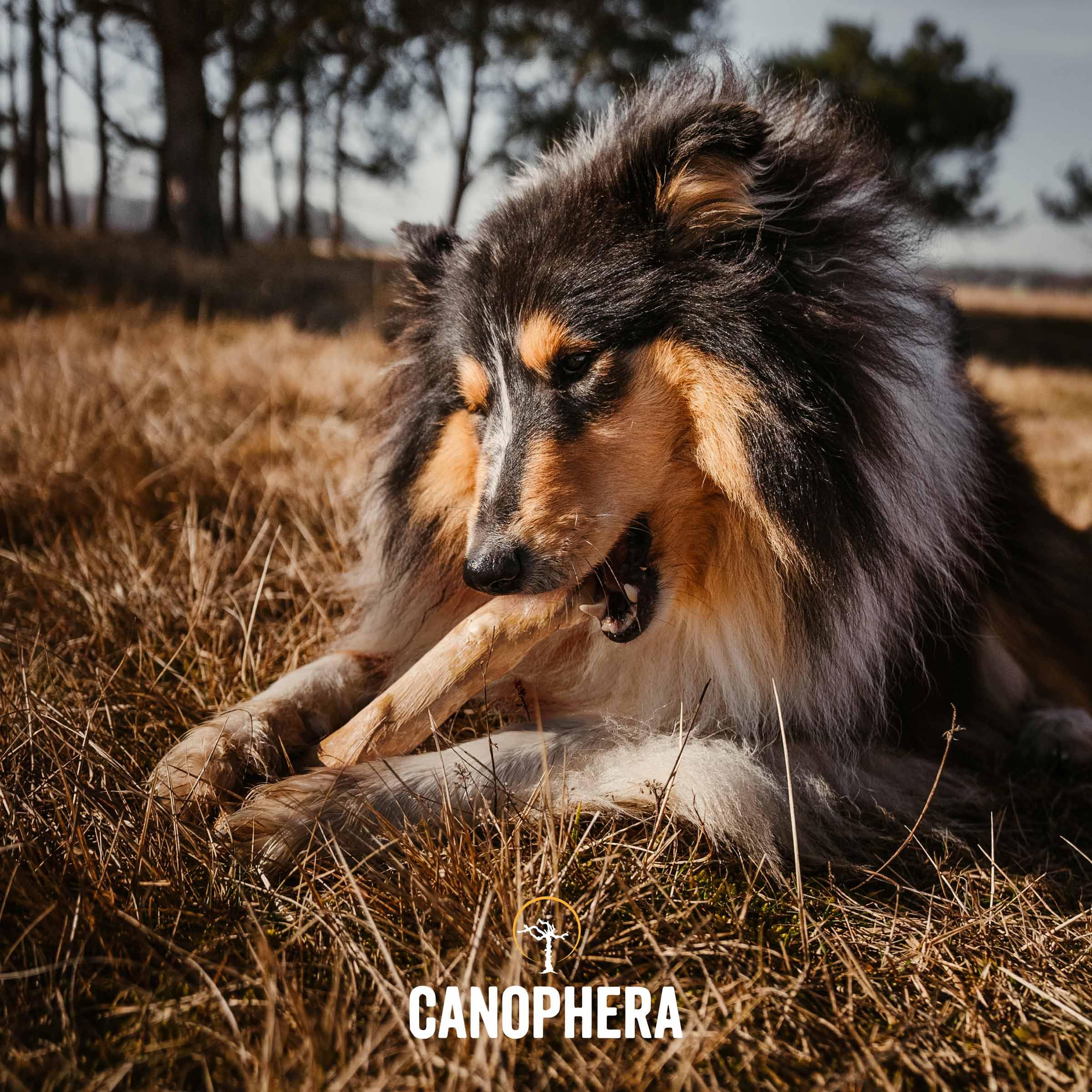 Canophera coffee wood dog chew stick closeup shows durable texture for chewing.