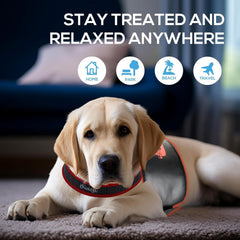 Cantendo red-light therapy belt dog post-surgery wound support for healing routines.