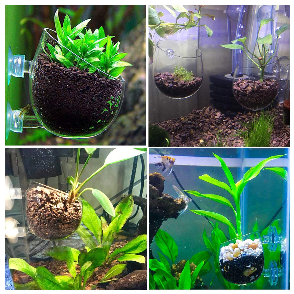 Capetsma crystal glass aquarium plant holder with suction cups securely mounts to tank