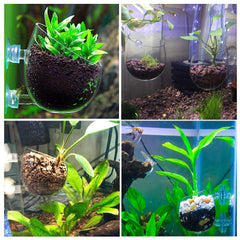 Capetsma crystal glass aquarium plant holder with suction cups securely mounts to tank