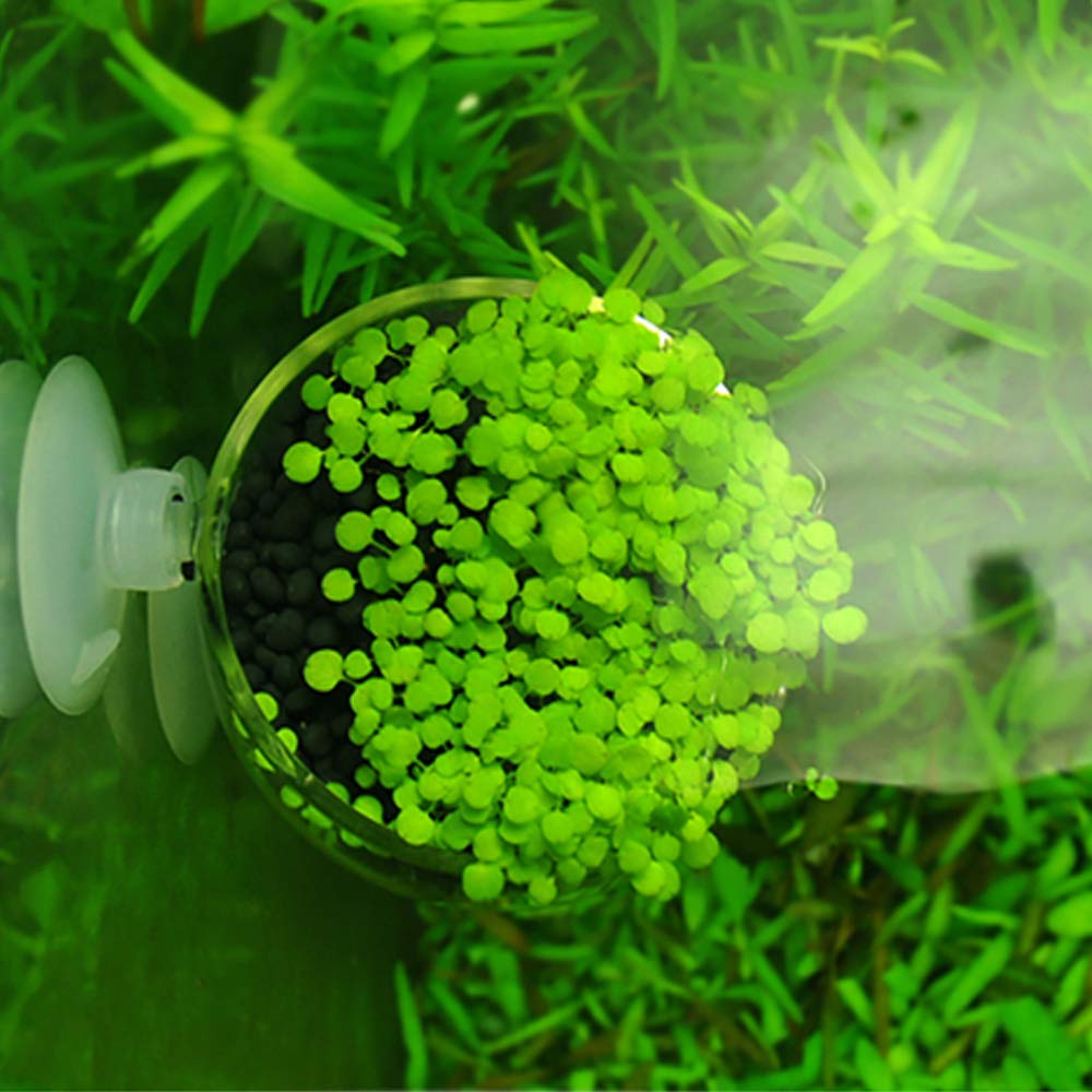 Capetsma habitat-enhanced display offers safe space for small fish and plants