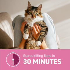 Capstar cat packaging displaying 11.4 mg dose for cats 2-25 lb.