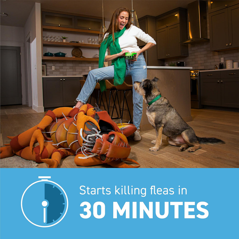 Capstar after dosing shows dead fleas on dog fur.