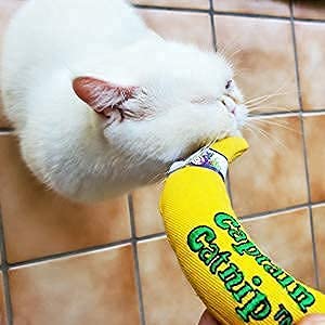 Captain Catnip cat banana toy indoor cat enjoyment in cozy setup.