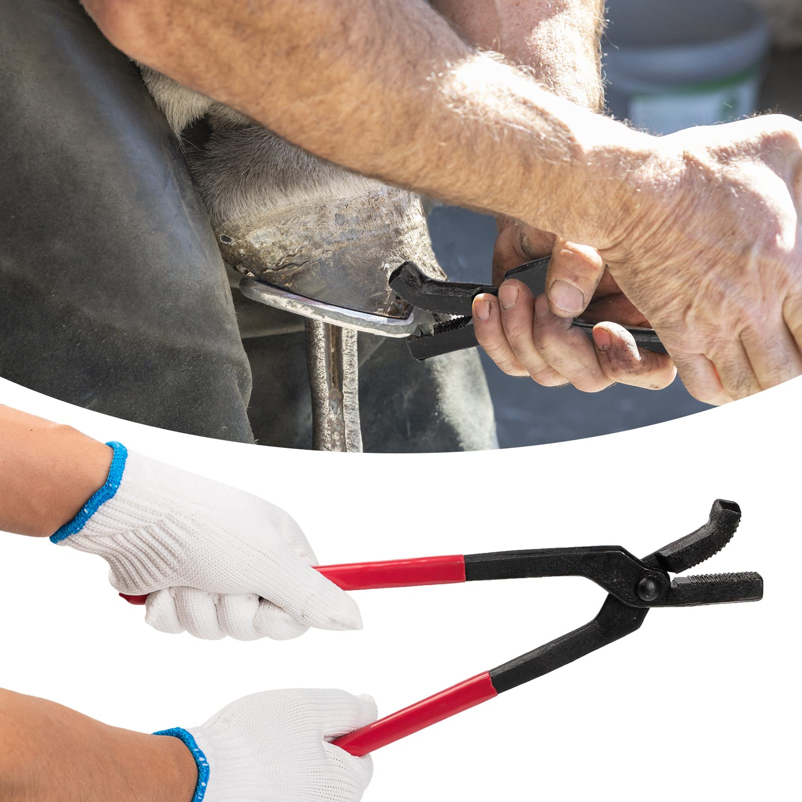Capuca 8-inch hoof nippers and clincher suggest durable trimming workflow for long-term maintenance.