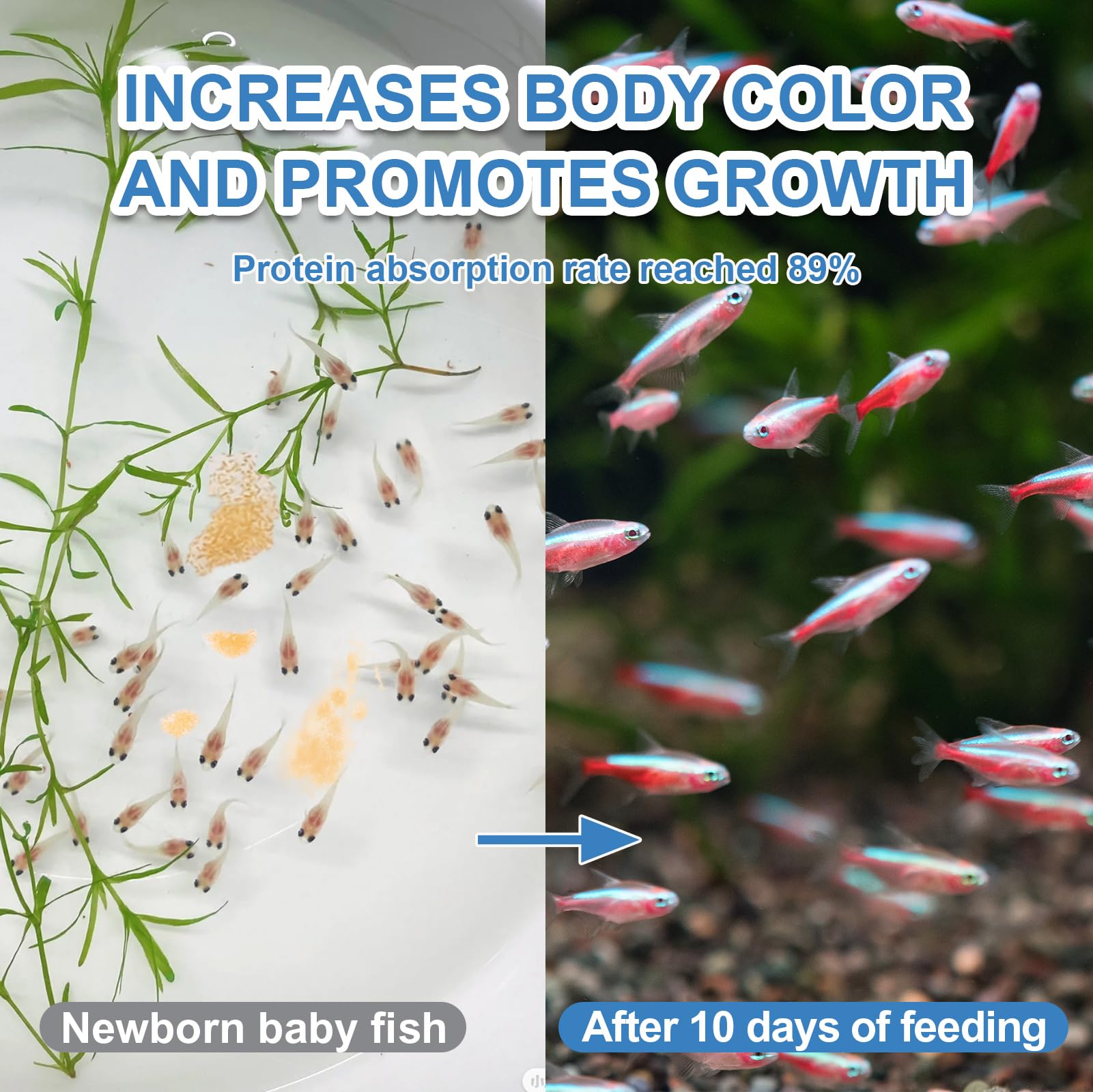 Capuca Instant Baby Brine Shrimp Food fry-tank scene highlights growth and color.