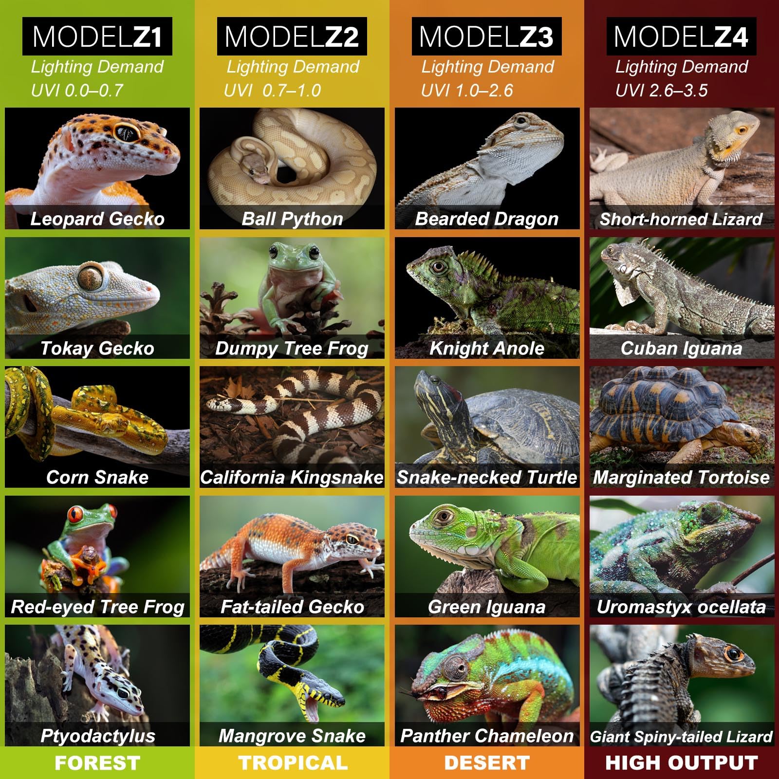 Capybland terrarium setup with bearded dragon — example of real-world use.