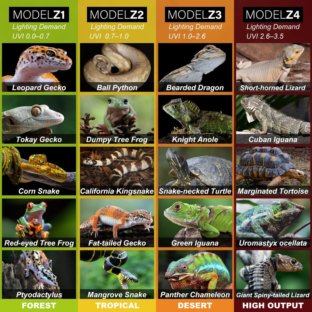 Capybland terrarium setup with bearded dragon — example of real-world use.