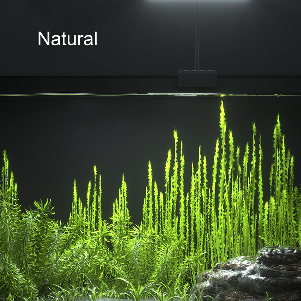 Carefree Fish timer and memory function ensures daily consistency.