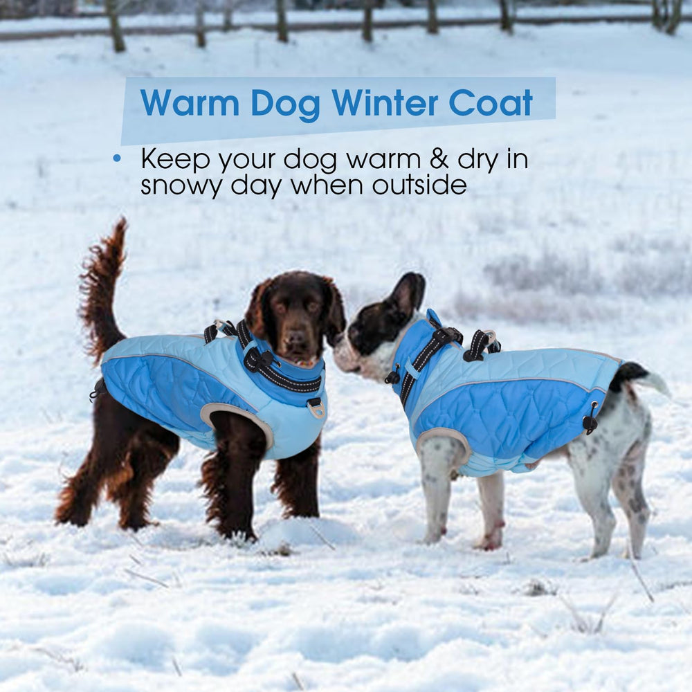 CAREUPET medium-dog jacket blue worn during walk or hike.