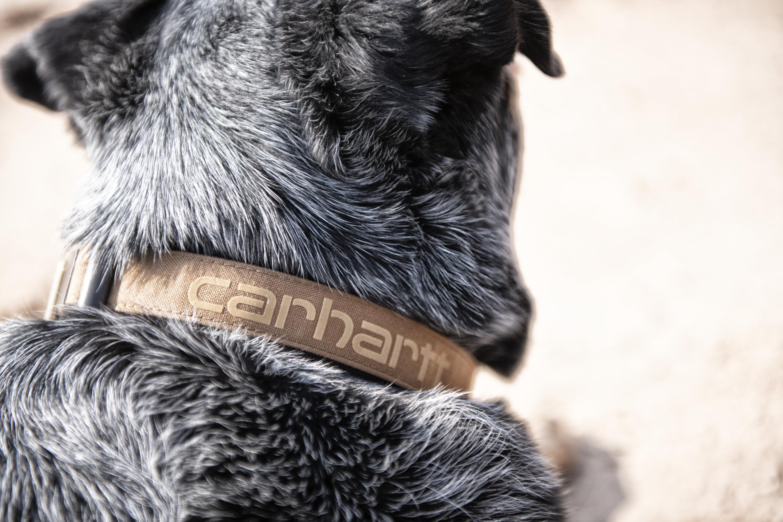 Carhartt Brown collar color shown on dog for everyday adventures.