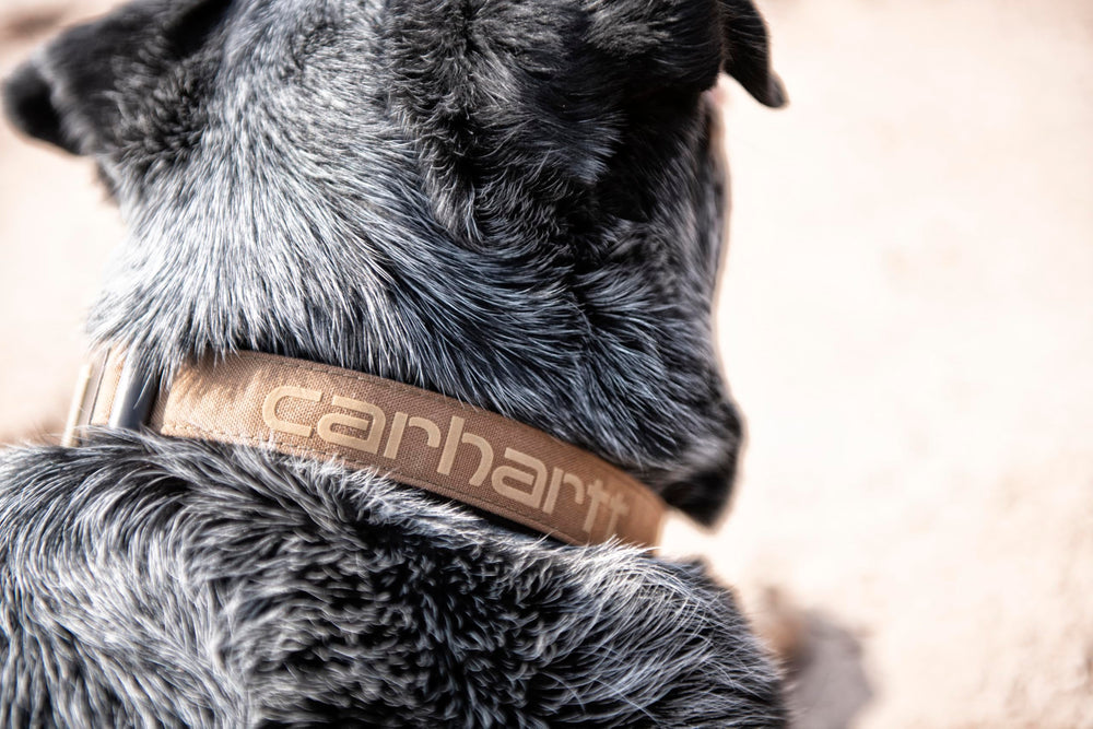 Carhartt Brown collar color shown on dog for everyday adventures.
