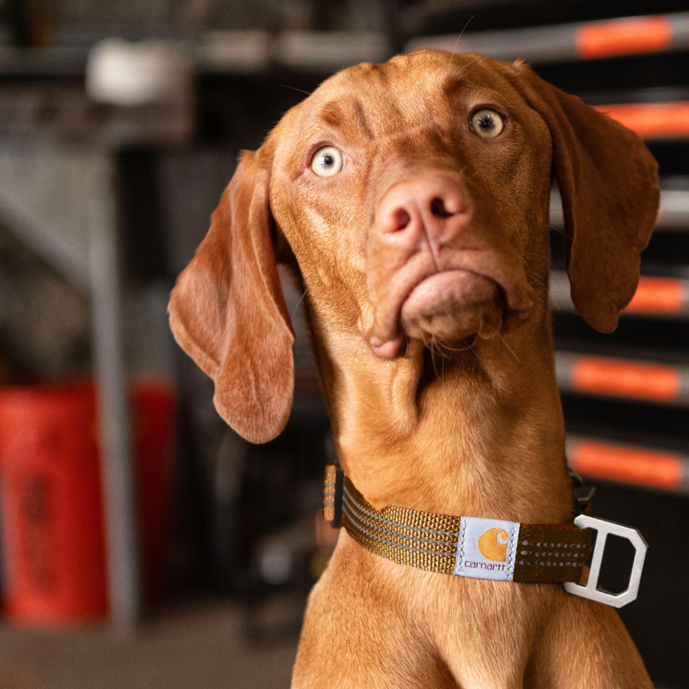 Carhartt collar with sturdy D-ring and tag holder for ID and leash attachment.