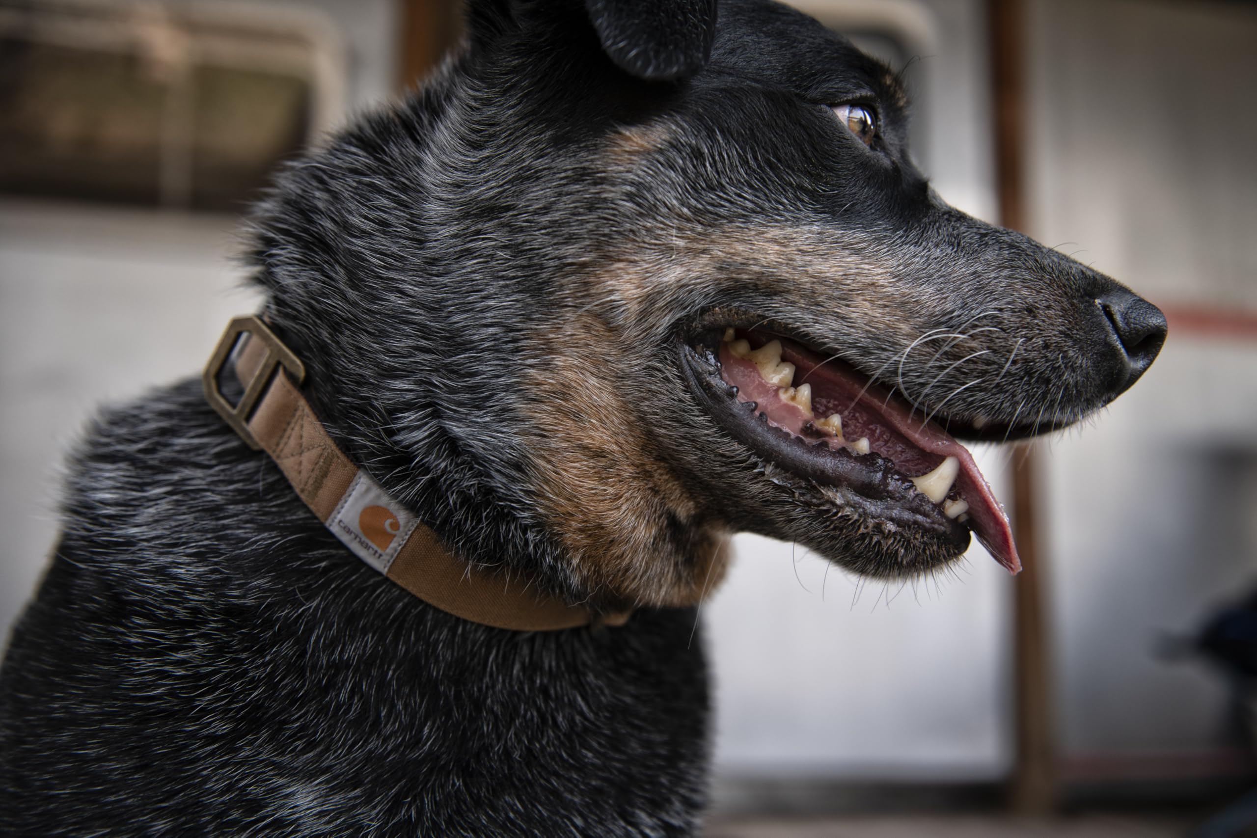 Carhartt Nylon Duck Collar medium size label indicates neck 12 to 18 inches fit.