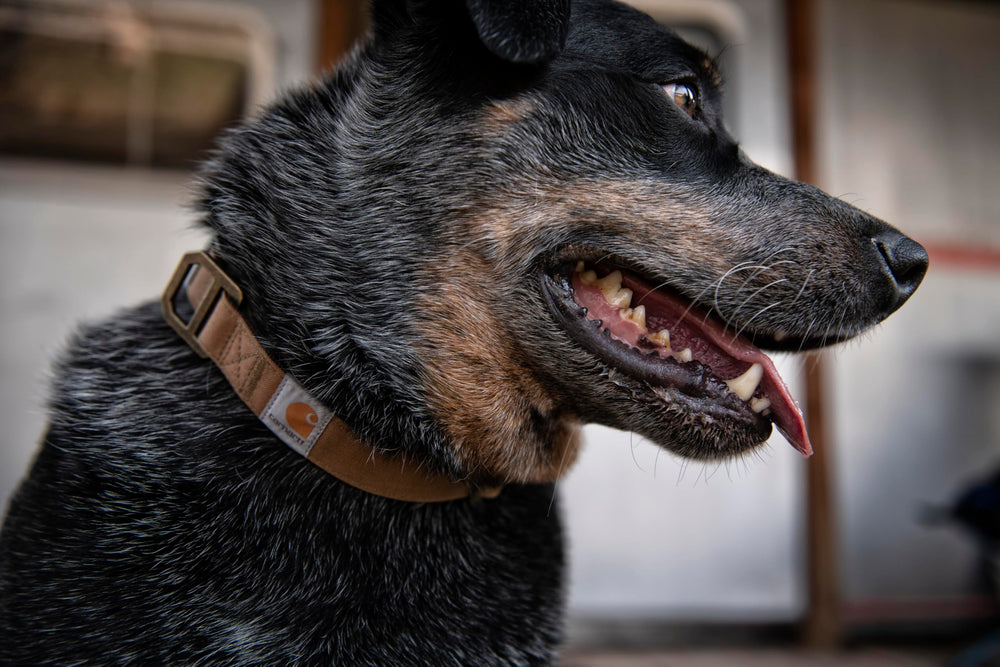 Carhartt Nylon Duck Collar medium size label indicates neck 12 to 18 inches fit.