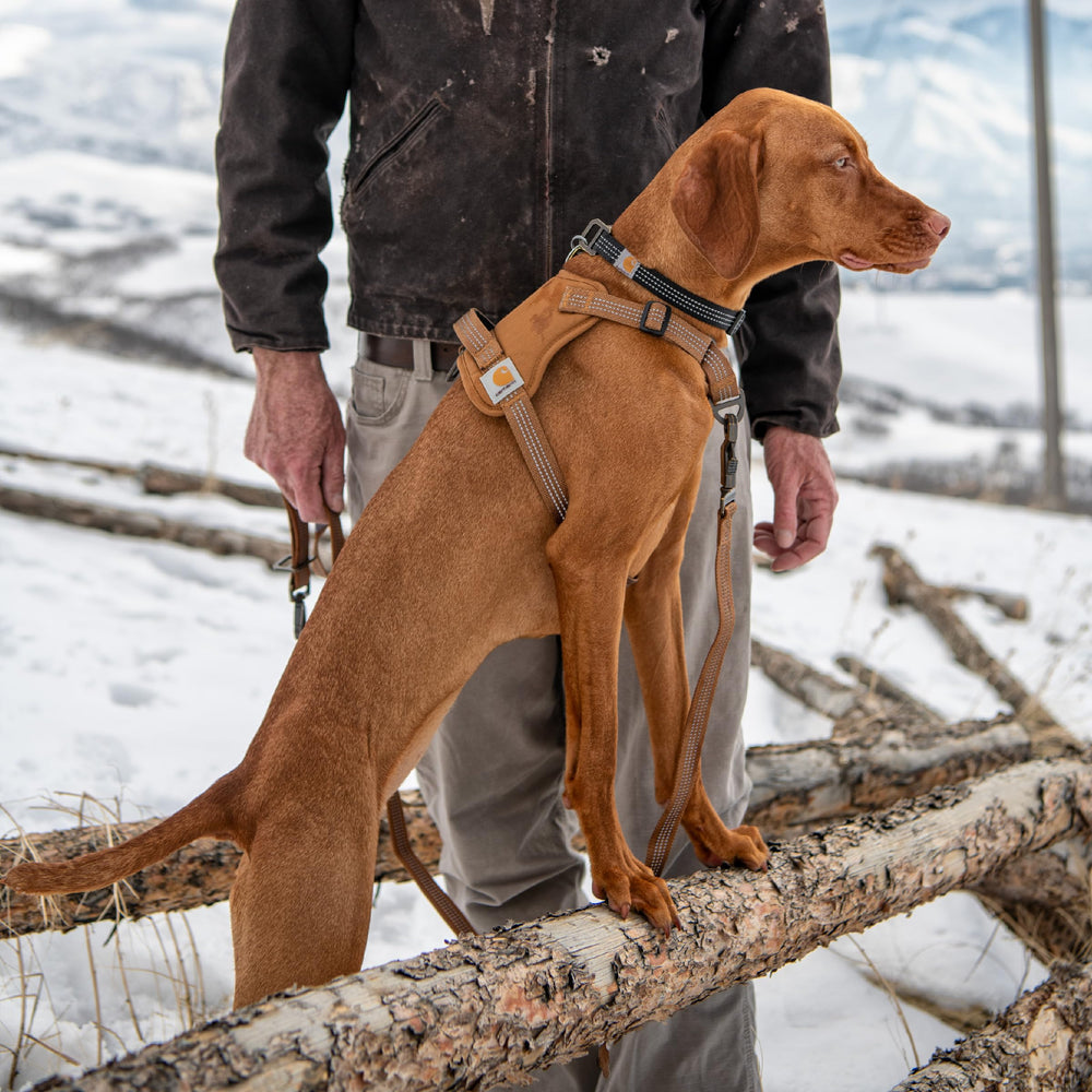 Carhartt No Pull Harness in rain Defender keeps gear reliable in light rain.