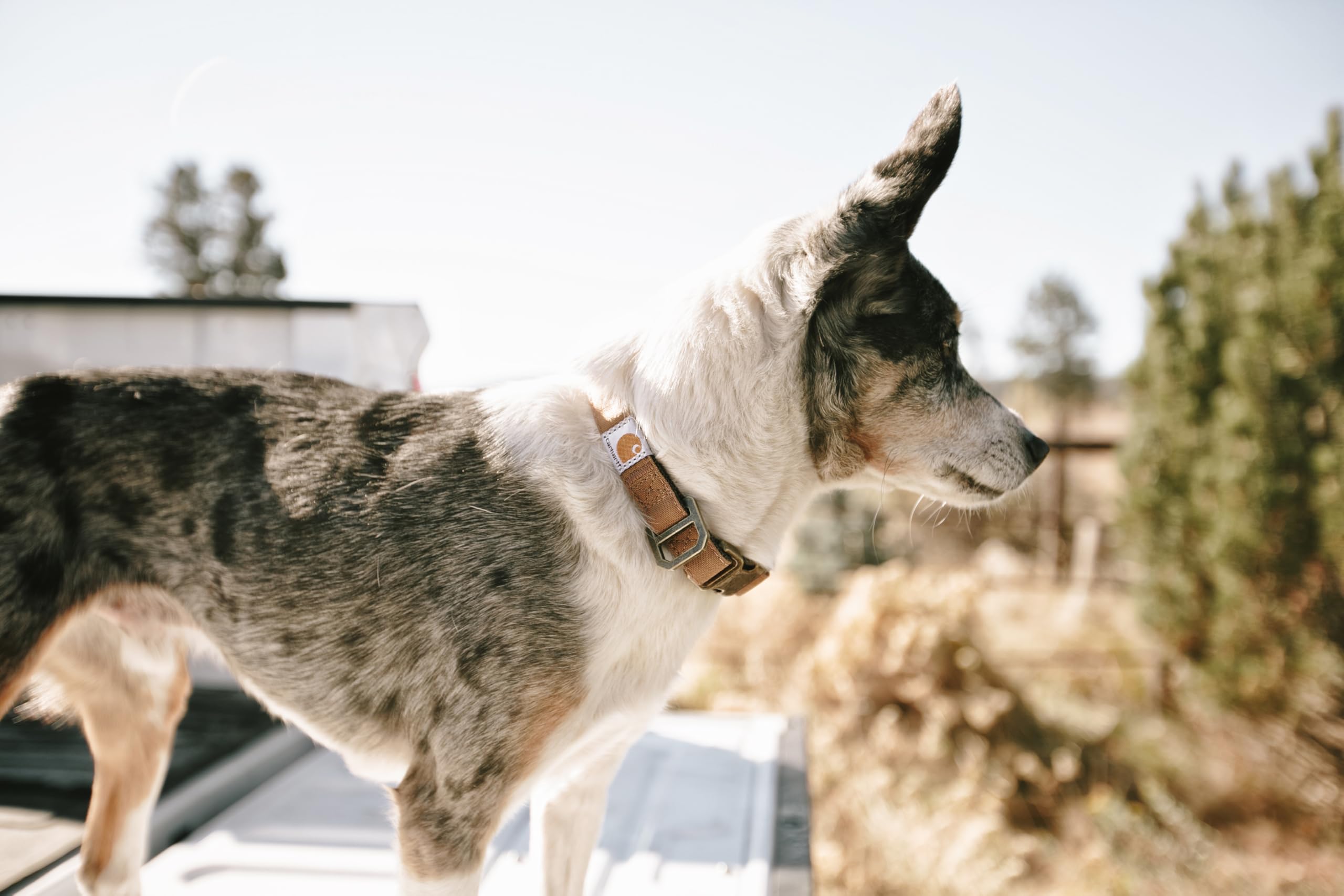 Carhartt Nylon Duck Collar in use during night walk with reflective visibility.
