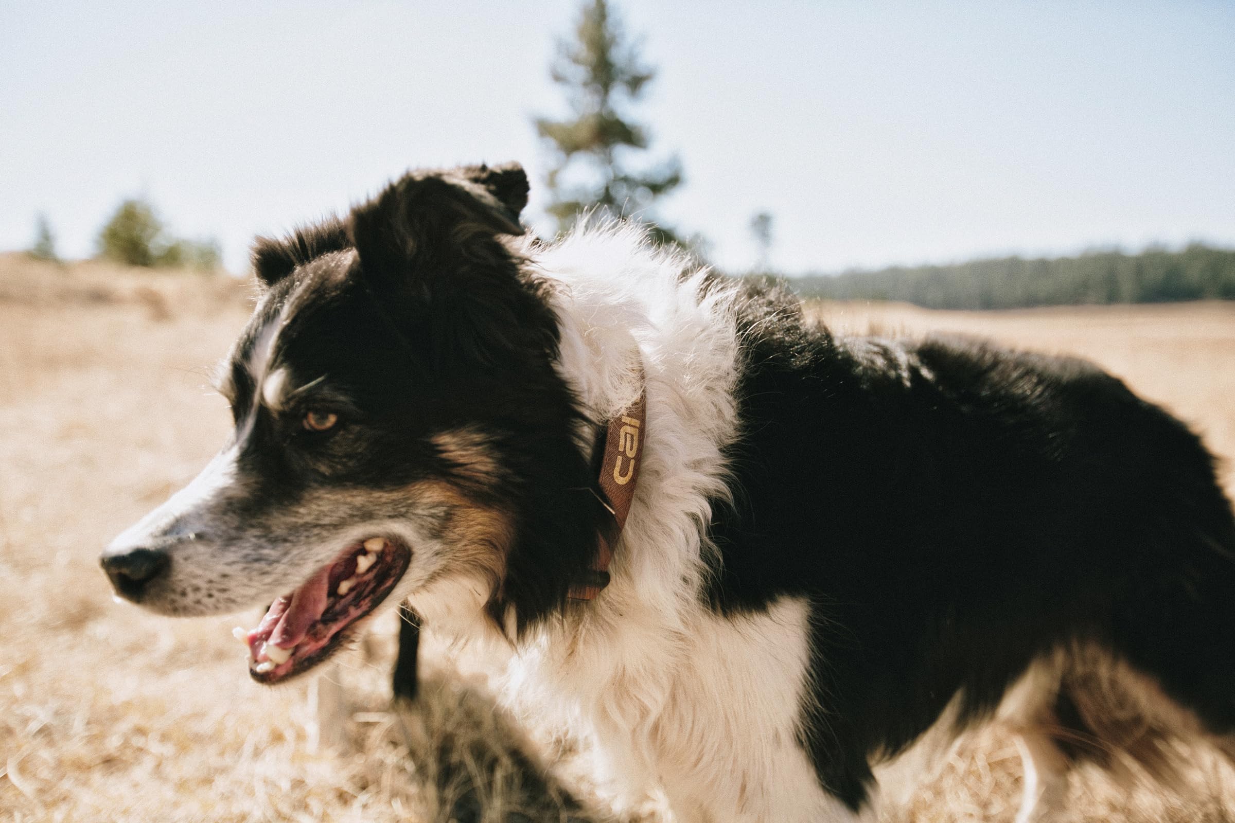Carhartt Nylon Duck Dog Collar size chart visual aiding proper adjustment and fit.