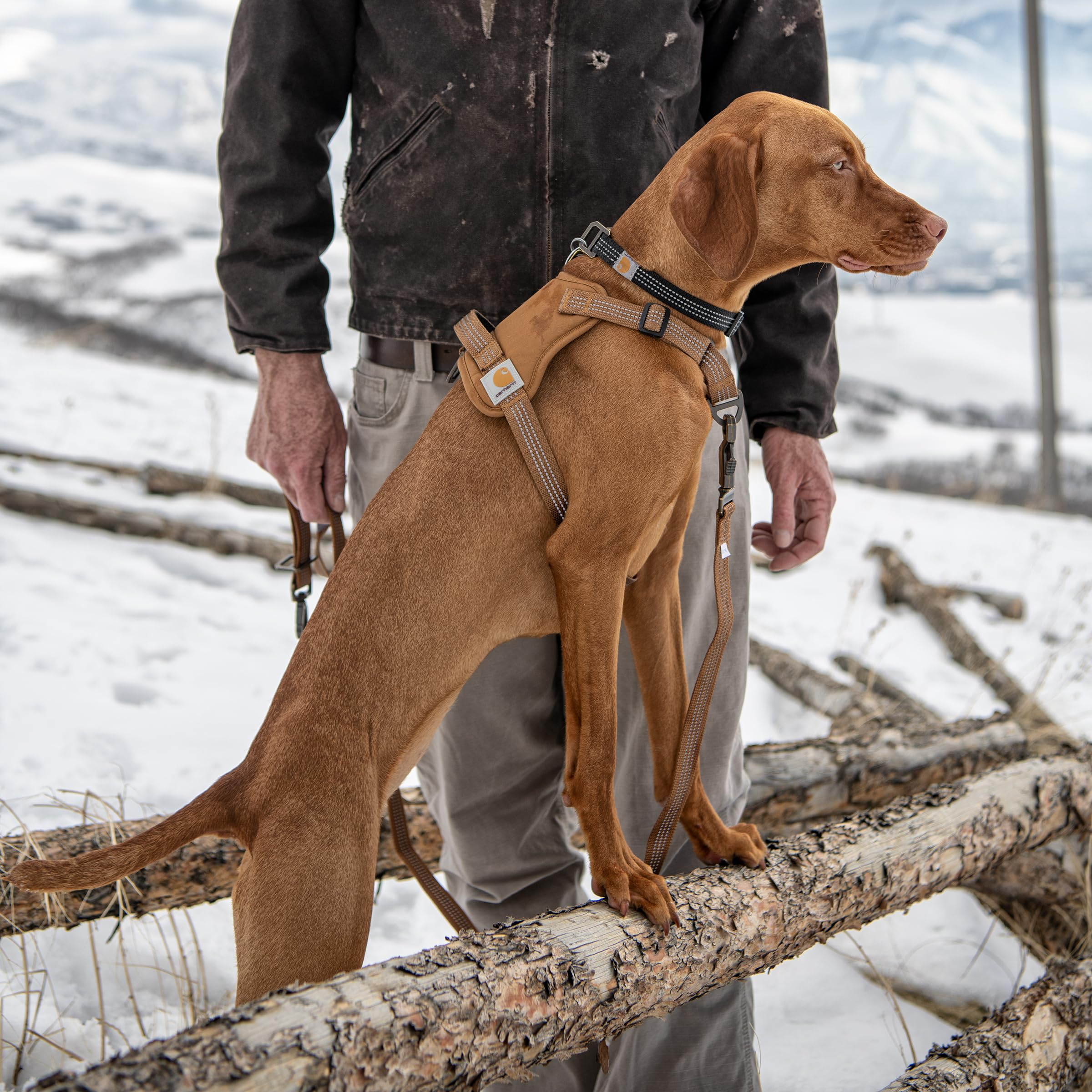 Carhartt nylon duck no pull harness size chart image helps choose the right chest girth