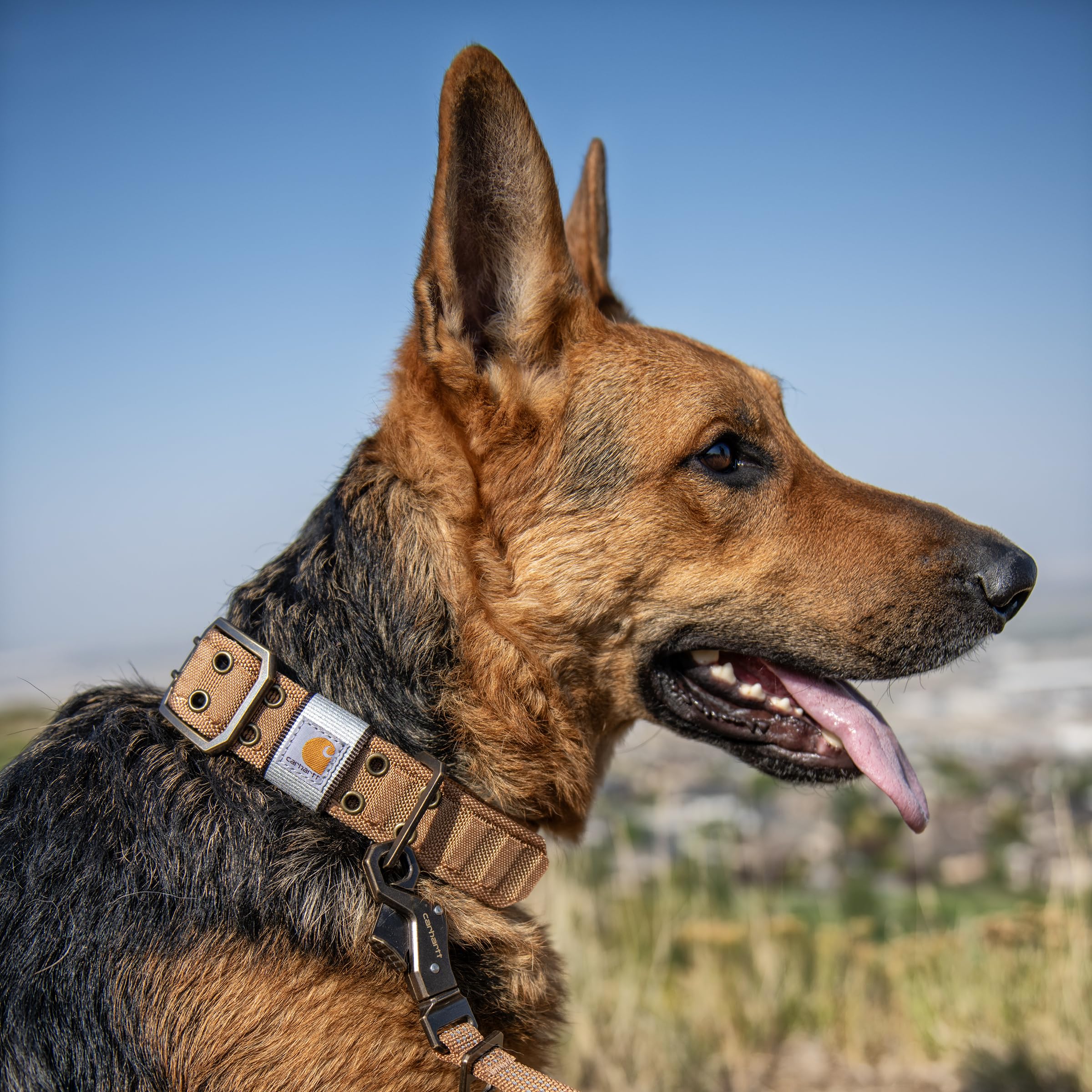 Carhartt brown nylon collar worn by a dog during a hike, showcasing durability.