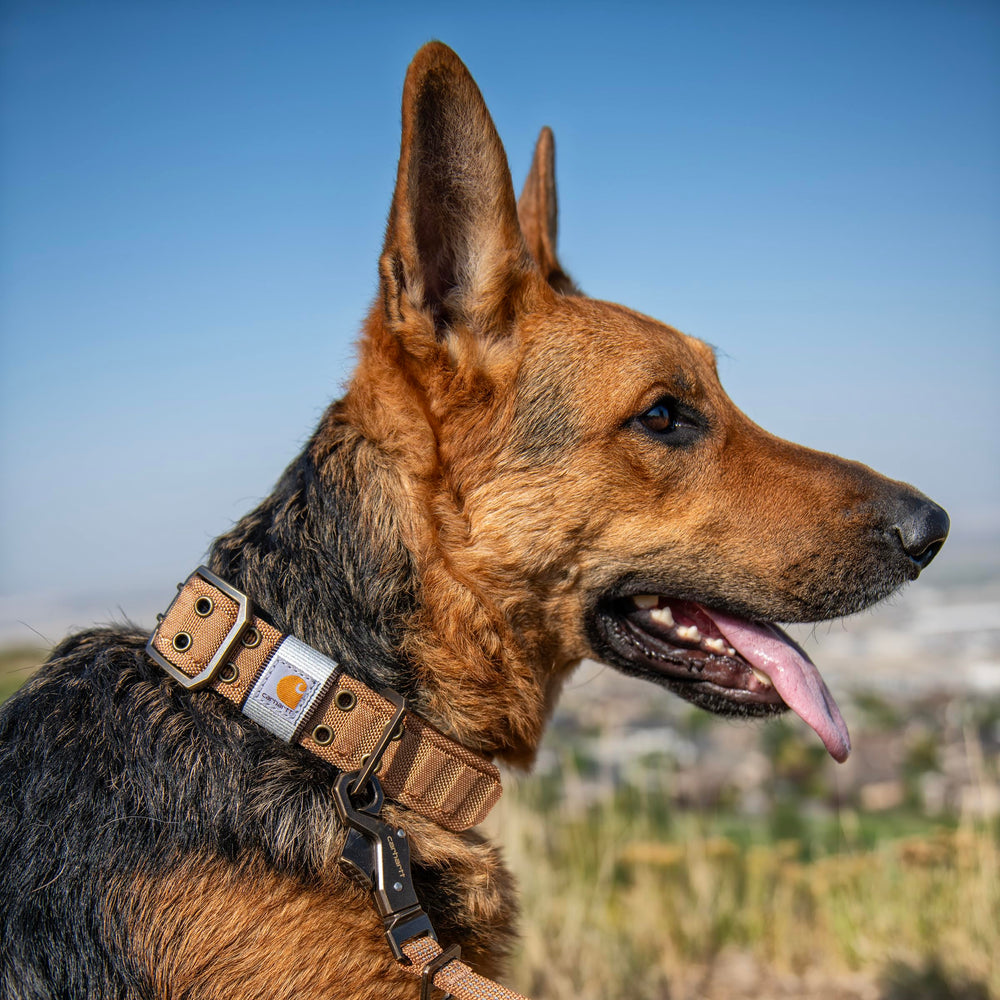 Carhartt brown nylon collar worn by a dog during a hike, showcasing durability.