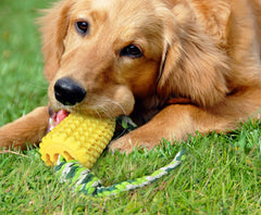 Carllg dog chew toy suitable for medium and large breeds